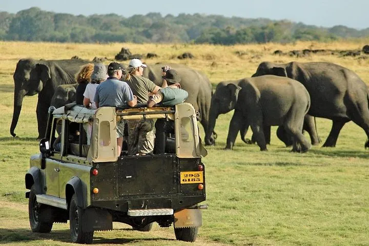 Travellers watching a herd of elephants from a safari vehicle - Sri Lanka Tours