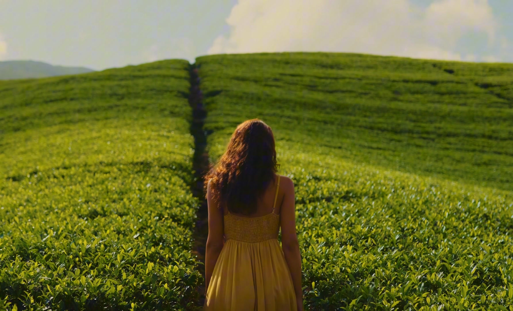 A traveller walking through bright green tea fields