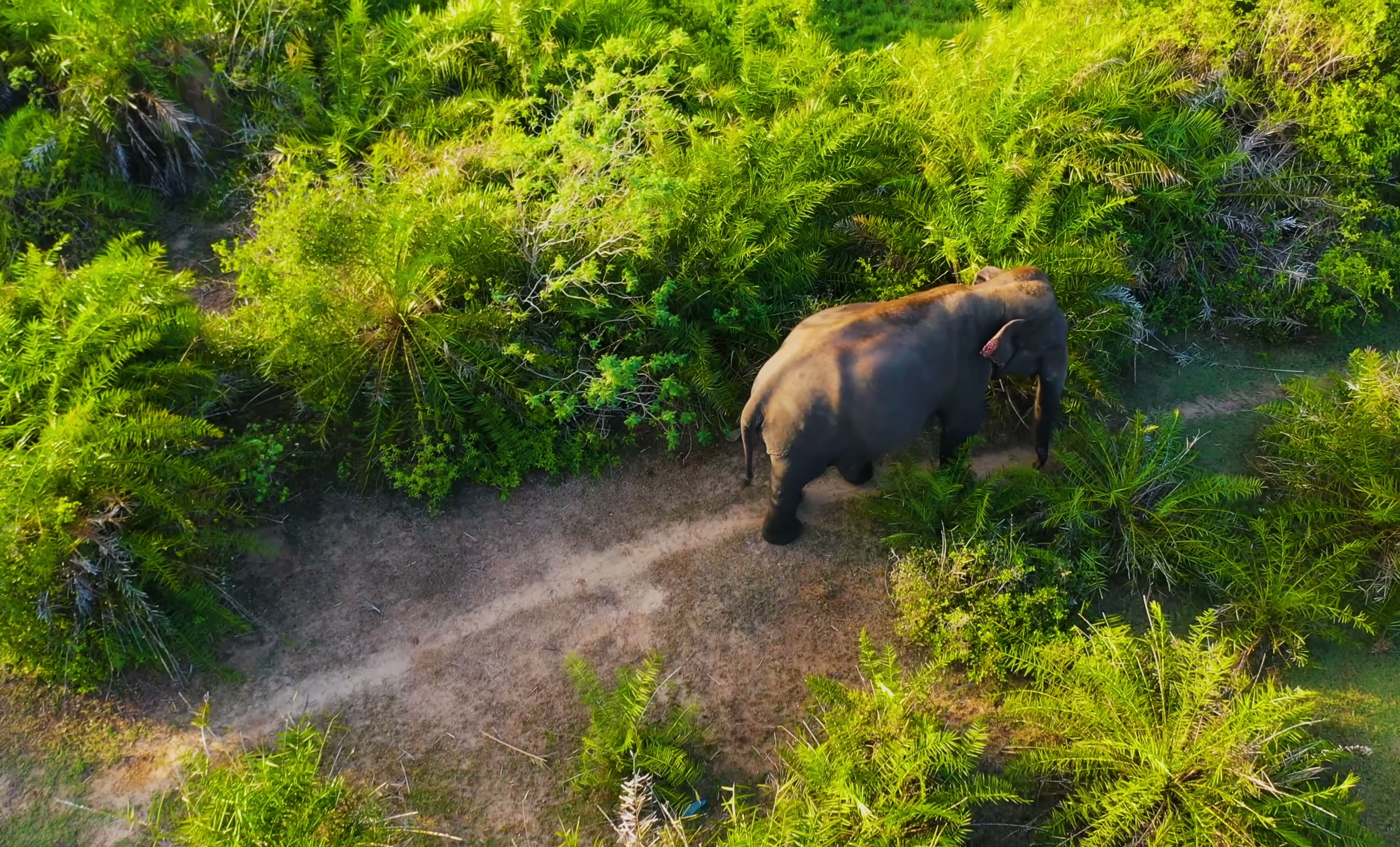 An elephant moving through lush forest