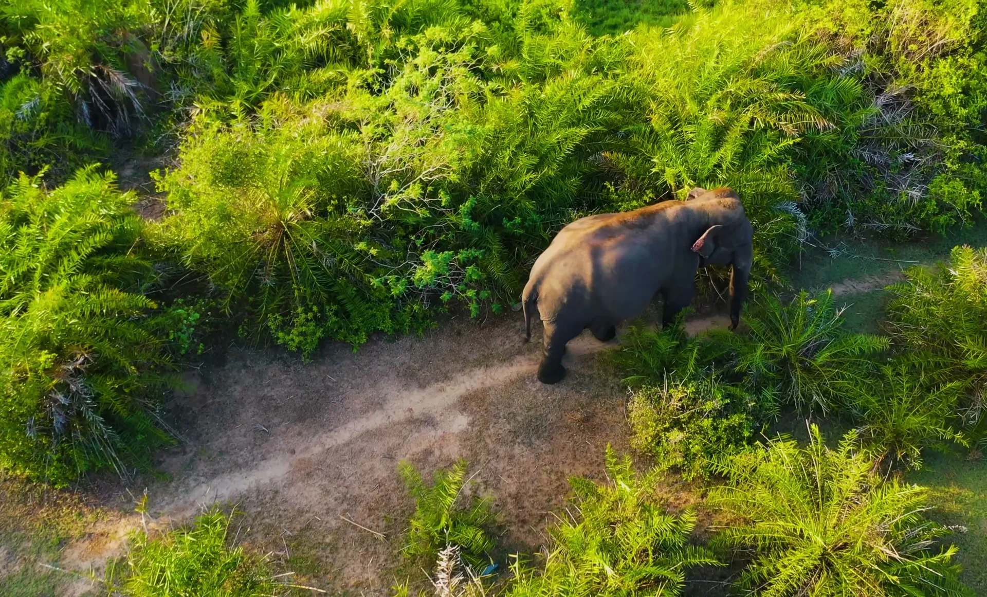An elephant moving through lush forest - Sri Lanka Tours